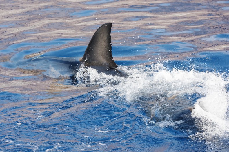 great white shark