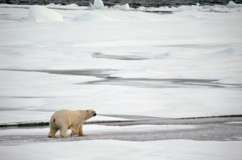 polar bear, Arctic