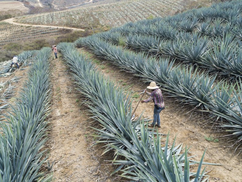 Getty Images Tequila Production In Sayula Amida