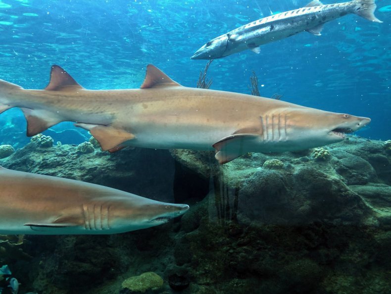 New Study Finds Sharks Are 'Functionally Extinct'