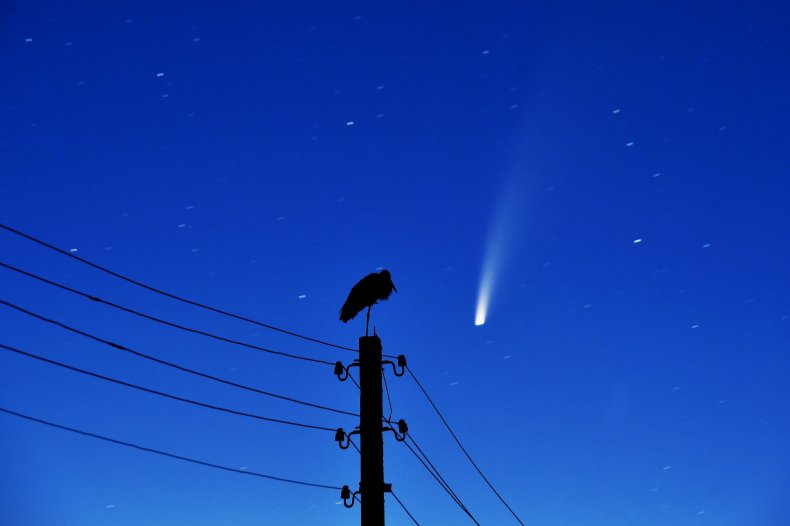 neowise-stork