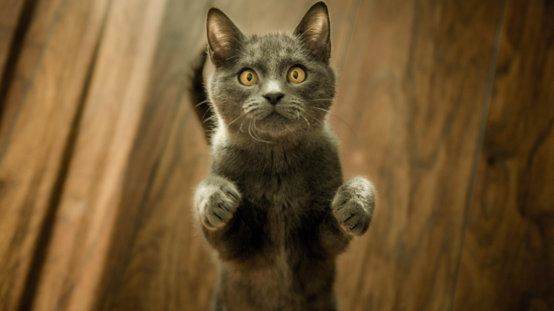 Newsweek AMPLIFY - Cat Crying for Help