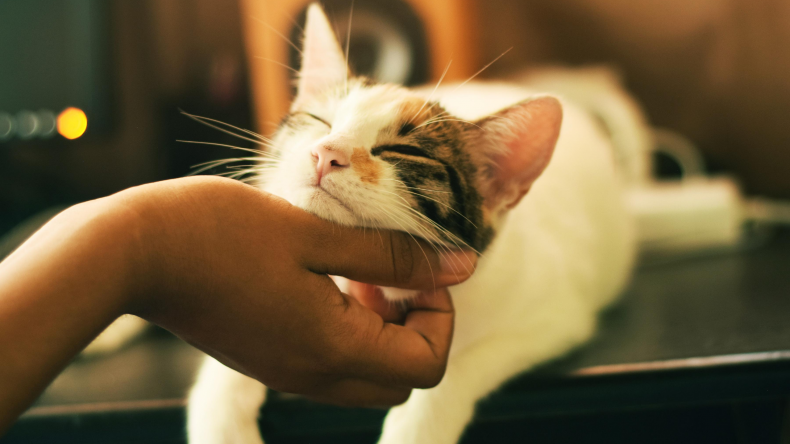 Newsweek AMPLIFY - Cat Crying for Help