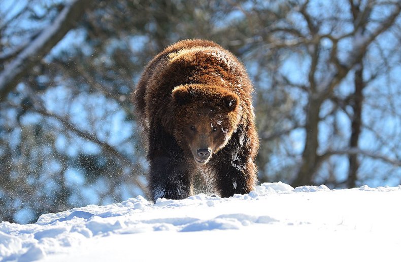 Grizzly bear