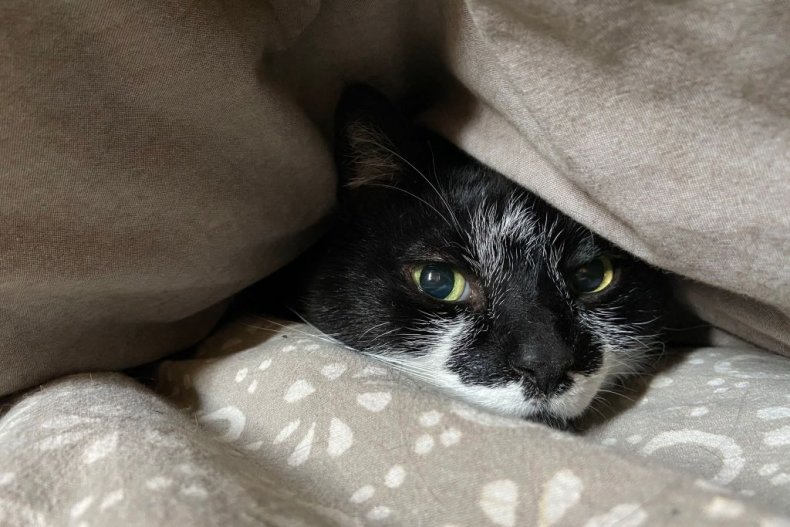 Cat in blanket