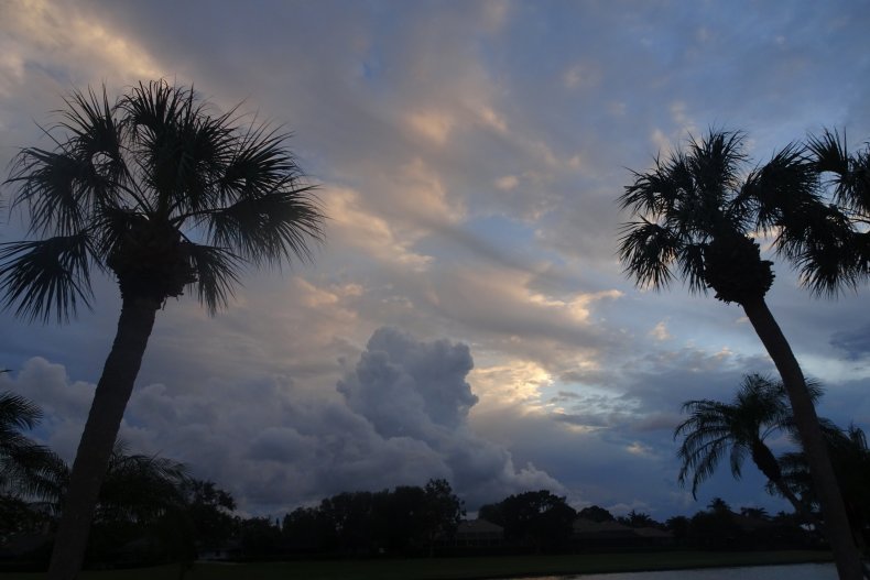 Palm Trees with Stormy Weather