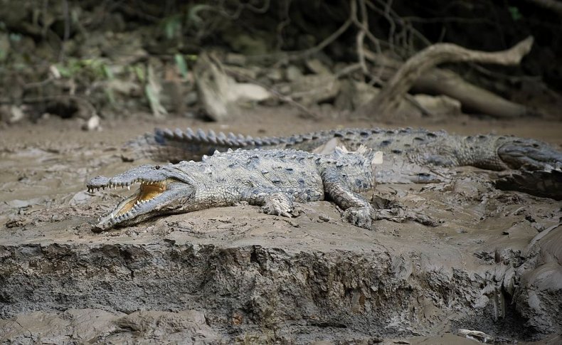 Group of Mexican crocodiles