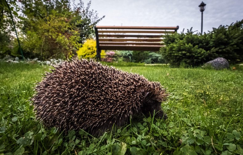 Hedgehogs