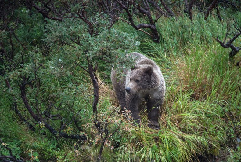 Brown bear in Alaska