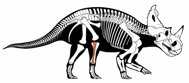 cancer, dinosaur, Centrosaurus