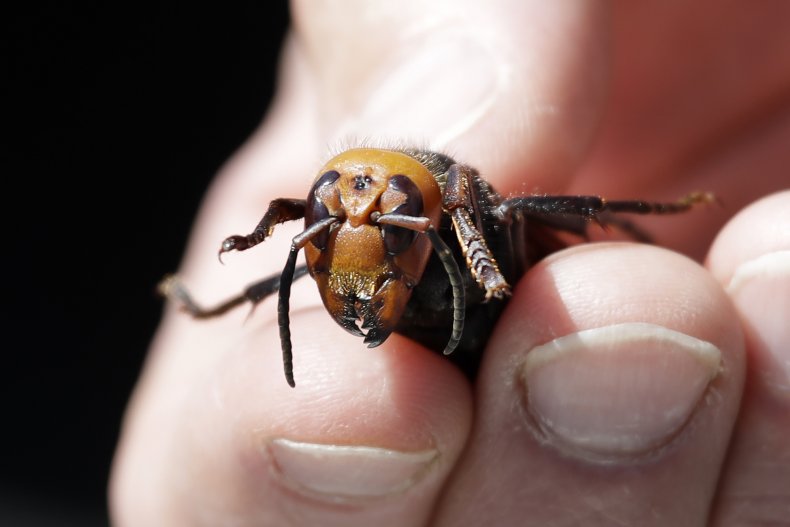 Asian giant hornet