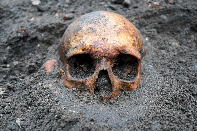 human skull remains human skull remains