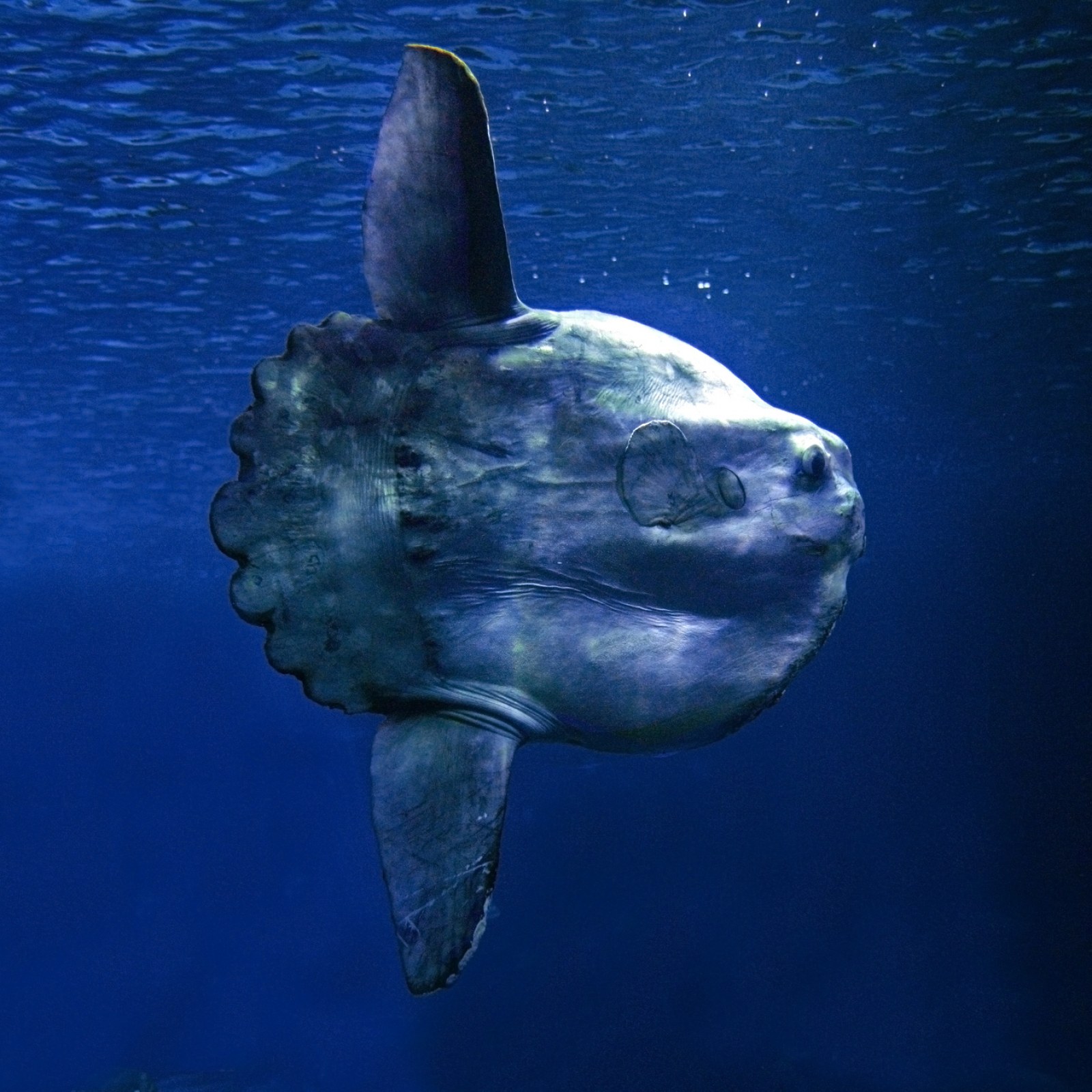 Man Kills Bizarre Ocean Sunfish by Dragging It Out of Water and