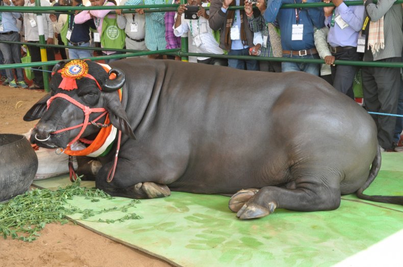 3,000-pound buffalo bull