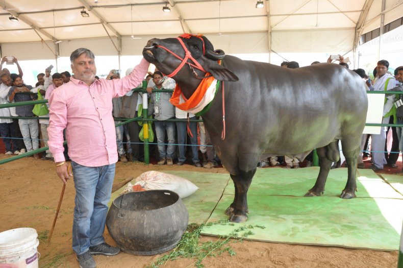 Bull's owner