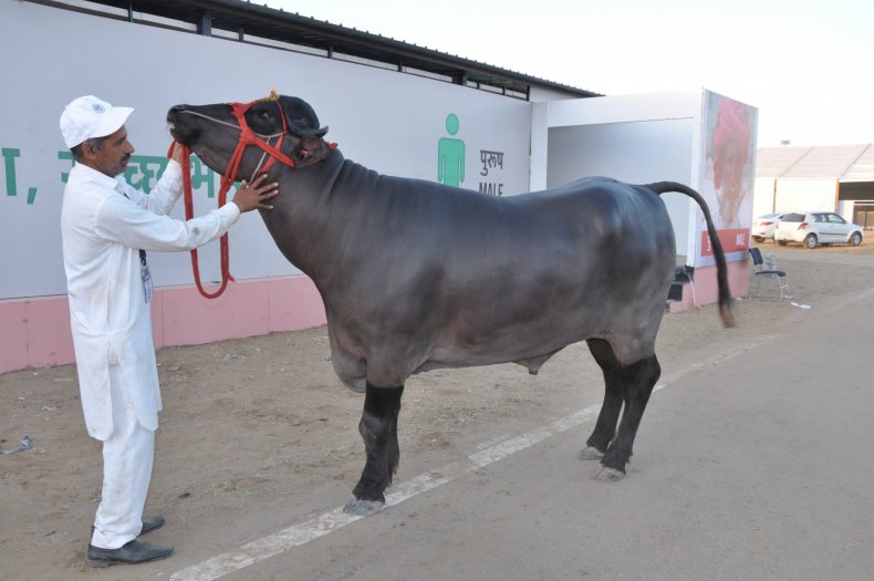 One of Yuvraj's sons