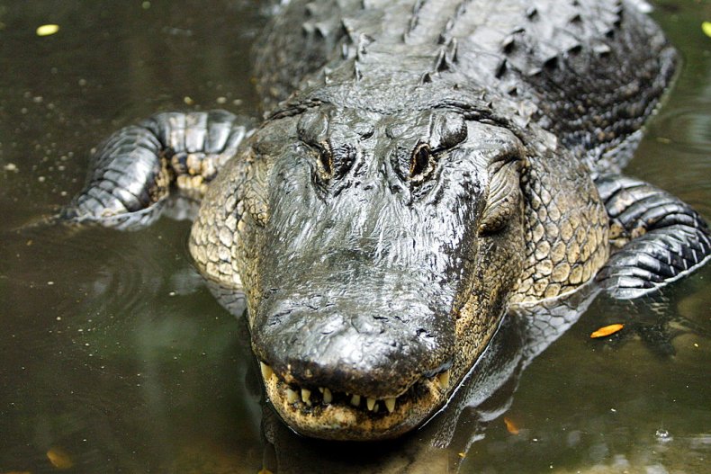 Large alligator in water