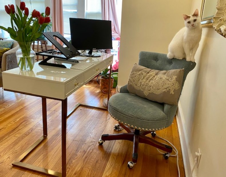 Mehitabel