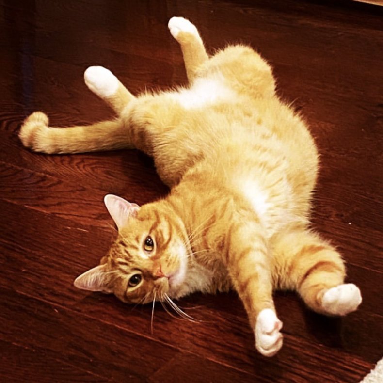 Nacho