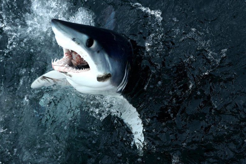 Shark fishing