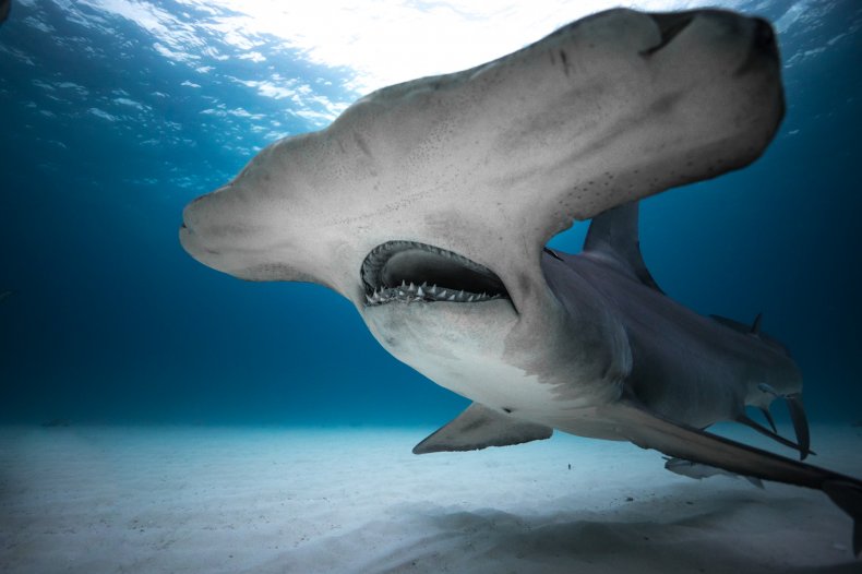 Hammerhead