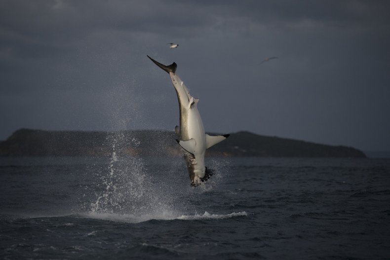 Air Jaws