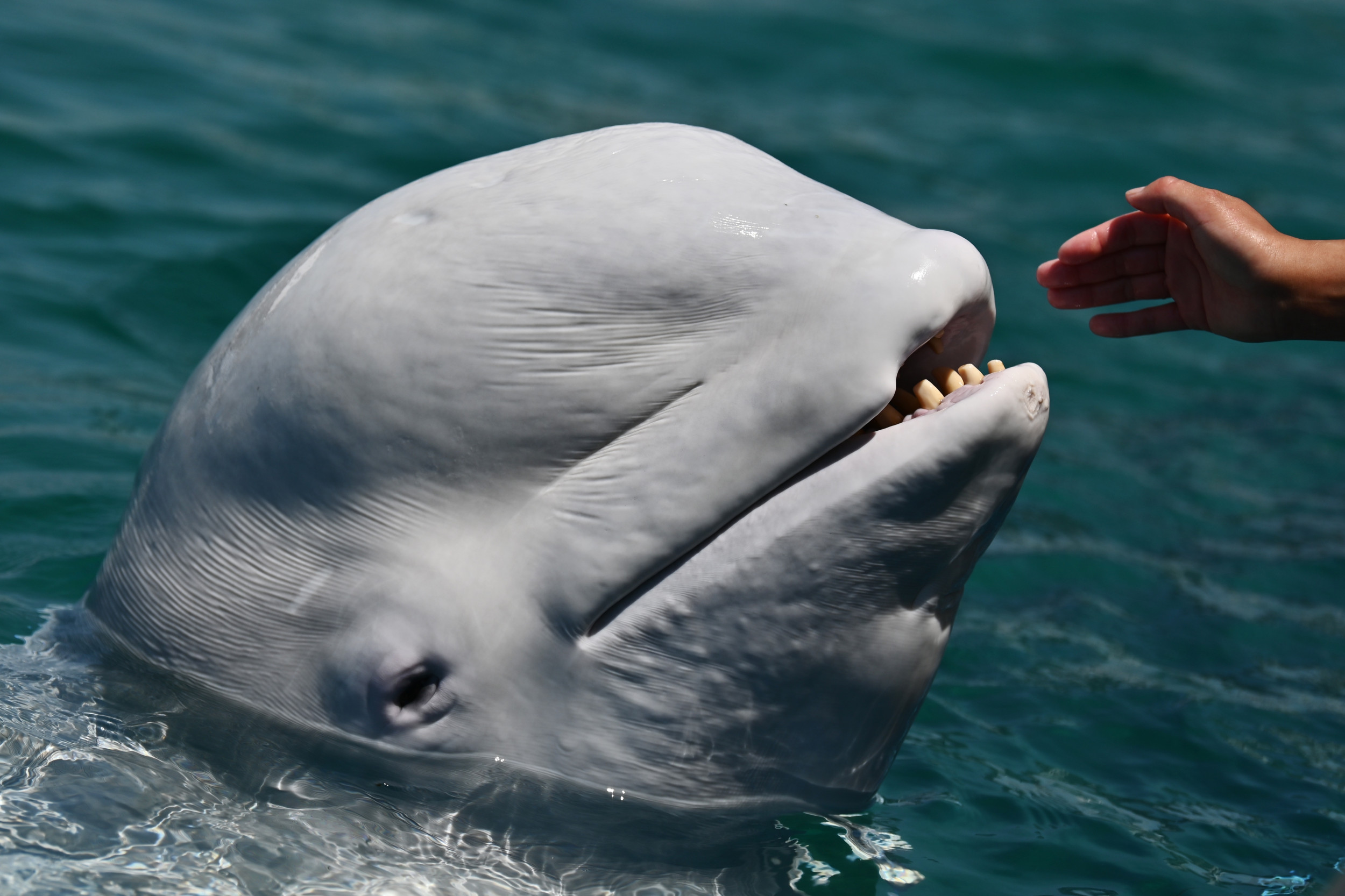 2 Beluga Whales Captured in Russia and Sold to Chinese Water Park Freed