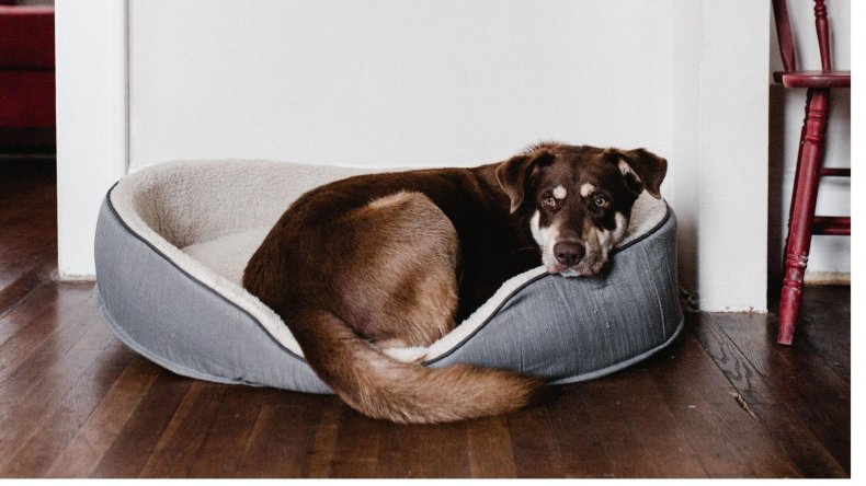 Brown dog bored in bed