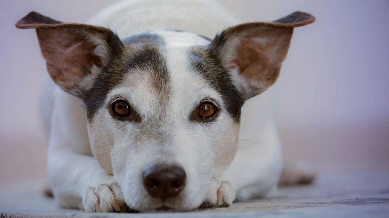 White dog staring at camera