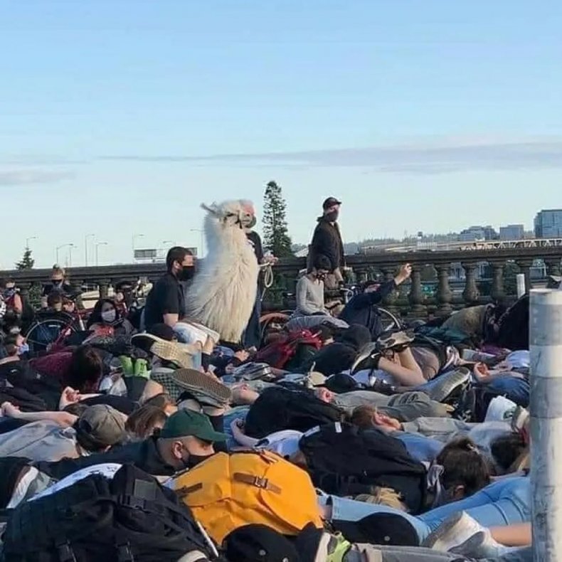 Llama, Black Lives Matter, Protests, Portland