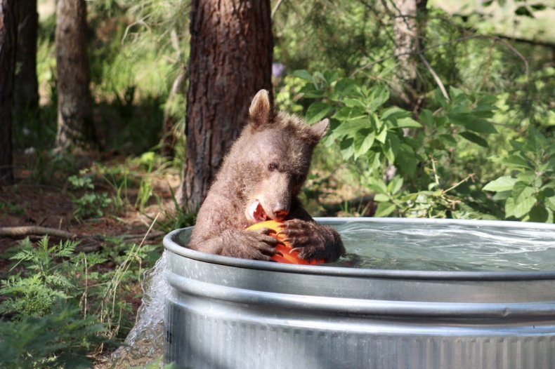 Humane Society United States Bear Pool Summertime