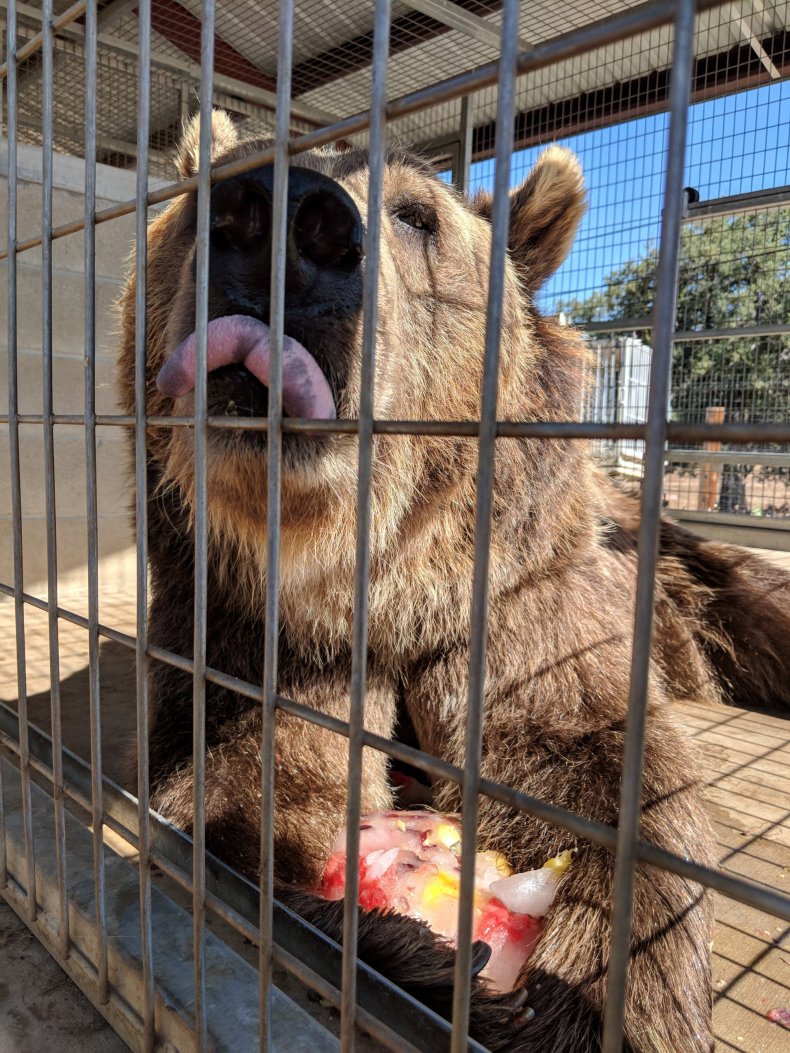 Albert Grizzly Lions Tigers and Bears Sanctuary