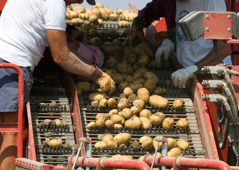 #71. Graders and sorters, agricultural products