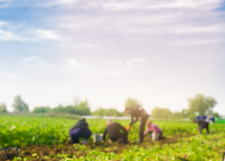 #3. Farm labor contractors