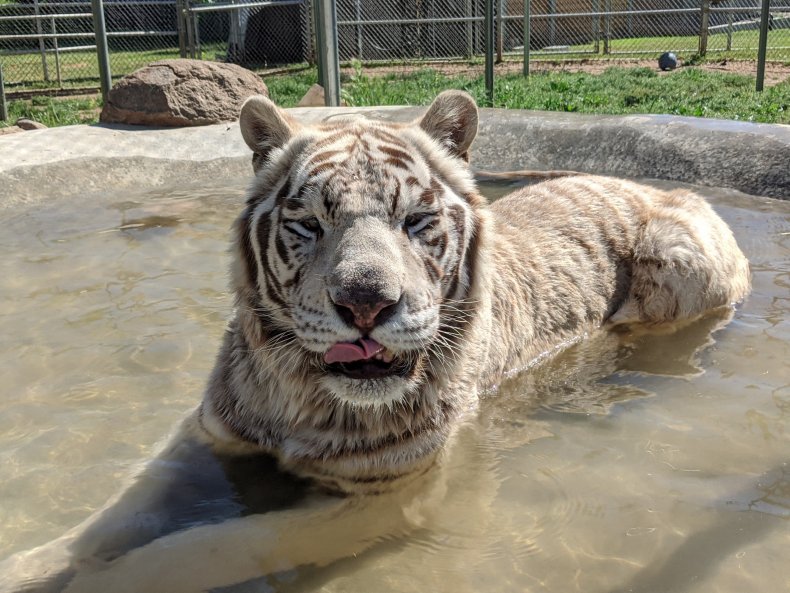 Hank the Tiger Lions Tigers & Bears