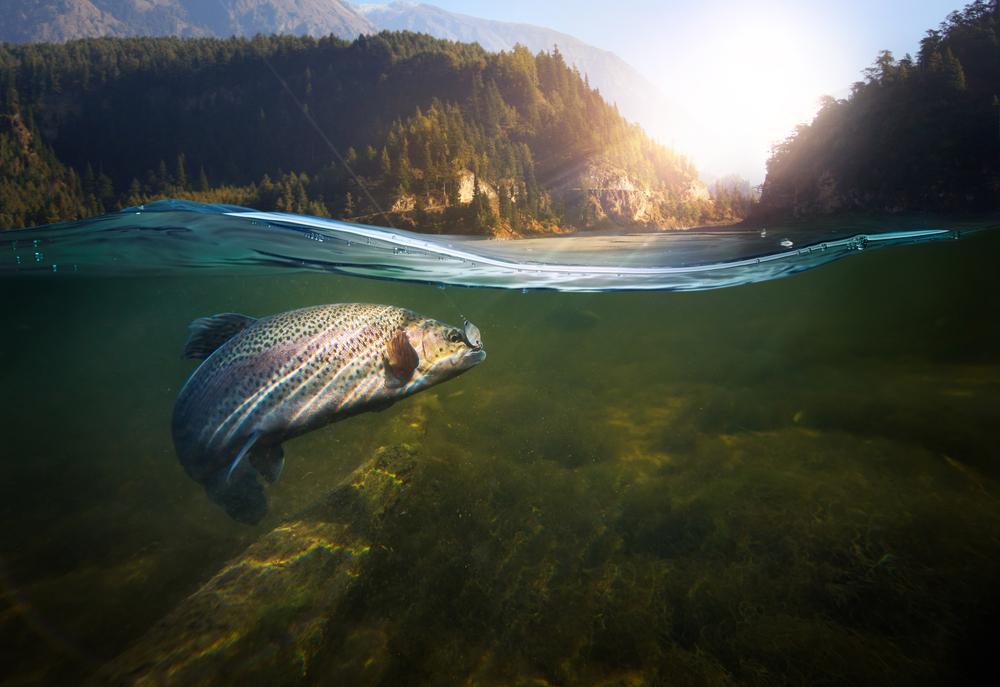Do you know your state fish?