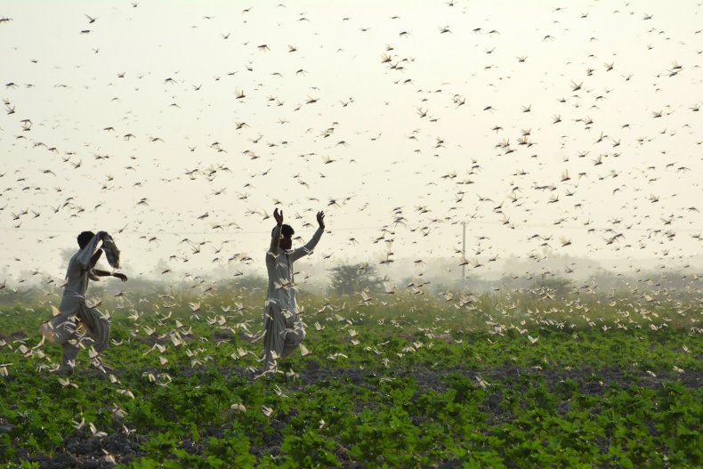locust