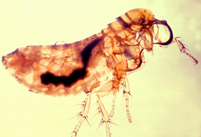 Yersinia pestis bacteria, flea