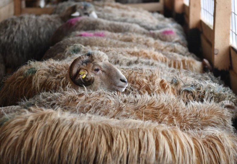 Sheep on boat
