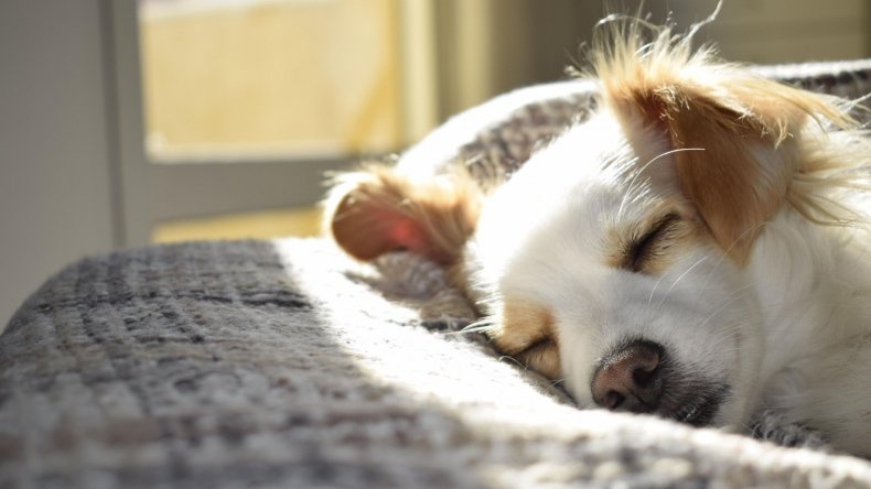 Newsweek AMPLIFY Tips Bringing Home New Dog