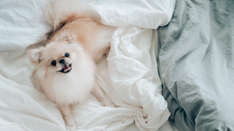 Newsweek AMPLIFY Tips Bringing Home New Dog