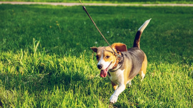 Newsweek AMPLIFY Tips Bringing Home New Dog