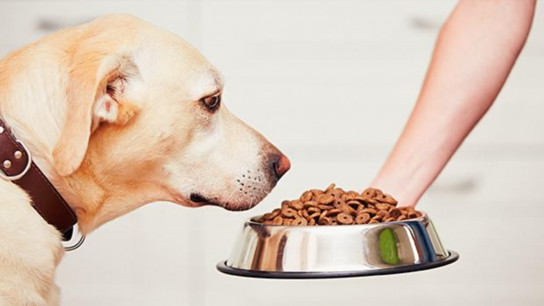 Newsweek Amplify - Dog Eating With You