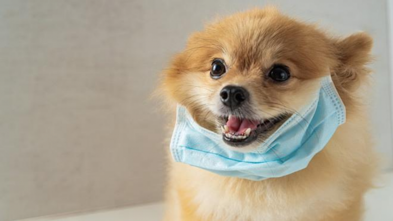 Newsweek Amplify - Dogs Wearing Masks