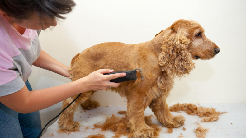 Newsweek Amplify - Trimming Dog Fur