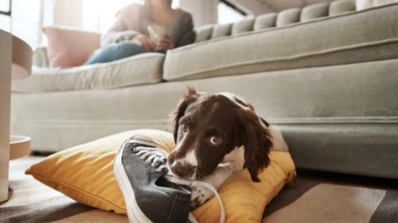 Newsweek Amplify - Dog Chewing
