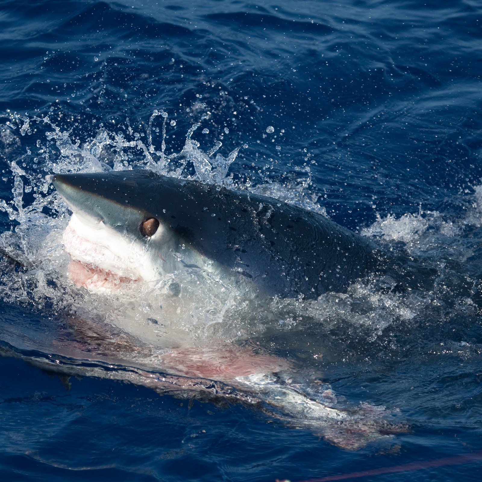 Most Powerful Shark Bite Ever Recorded Measured by Scientists