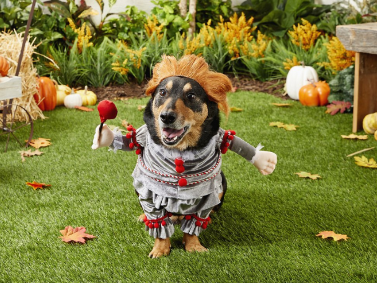 Best Dog Costumes for Large Dogs this Halloween 2023 - Life is