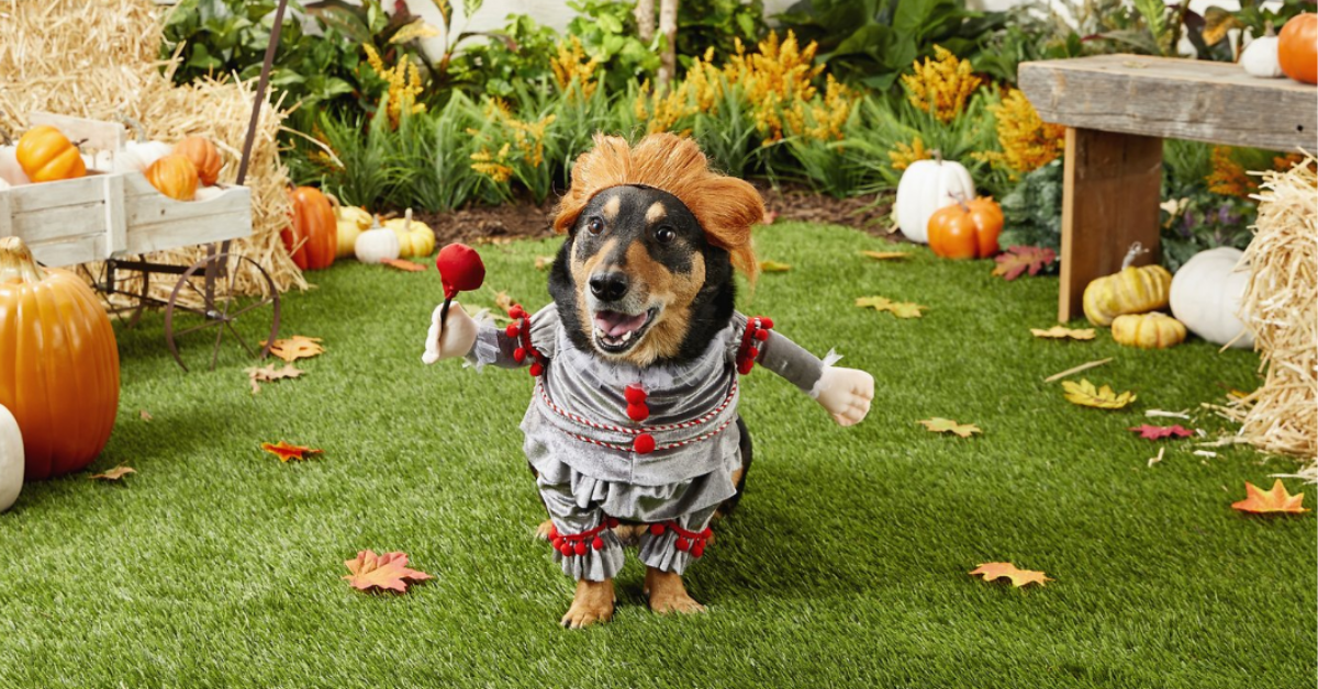 Costumes For Dogs Costumes For Dogs