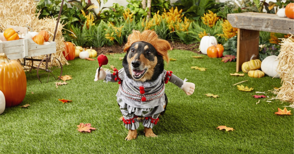 dog halloween hat